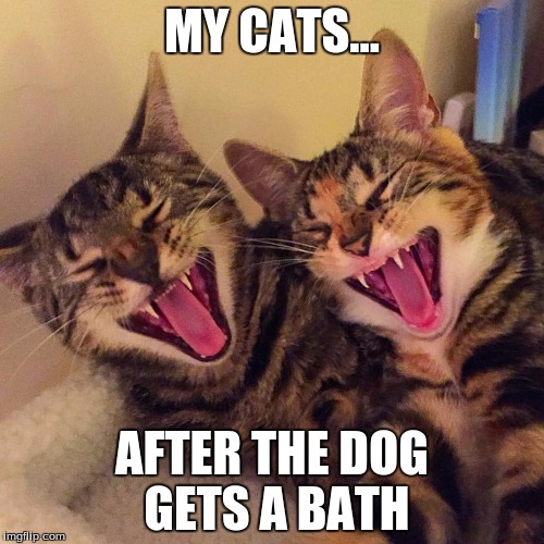 cats smiling | MY CATS... AFTER THE DOG GETS A BATH | image tagged in cats smiling | made w/ Imgflip meme maker