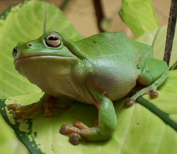 Tree Frog Hey Blank Meme Template