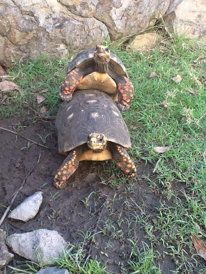 High Quality Turtle sex Blank Meme Template