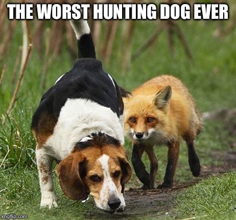 THE WORST HUNTING DOG EVER | image tagged in not today | made w/ Imgflip meme maker