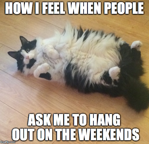 Lazy Cat | HOW I FEEL WHEN PEOPLE ASK ME TO HANG OUT ON THE WEEKENDS | image tagged in cats,lazy cat | made w/ Imgflip meme maker