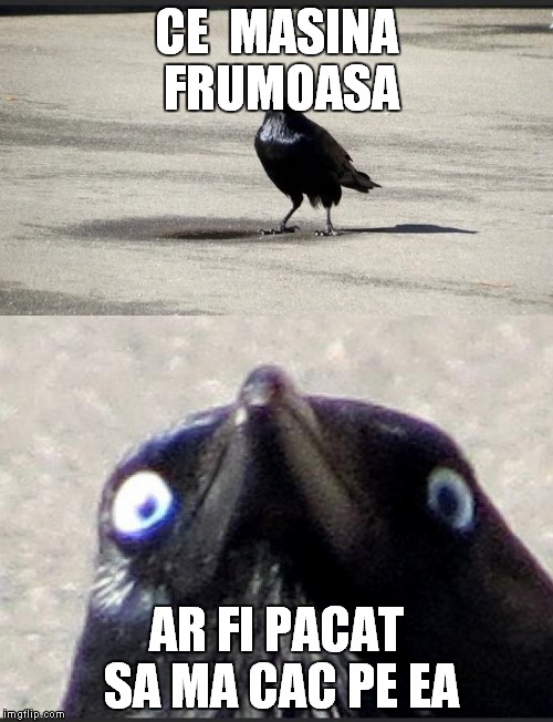 insanity crow | CE  MASINA FRUMOASA AR FI PACAT SA MA CAC PE EA | image tagged in insanity crow | made w/ Imgflip meme maker