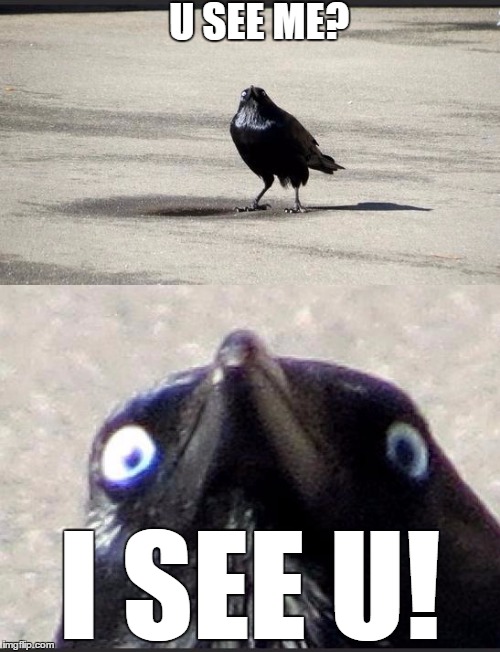 insanity crow | U SEE ME? I SEE U! | image tagged in insanity crow | made w/ Imgflip meme maker