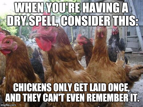 Chickens | WHEN YOU'RE HAVING A DRY SPELL, CONSIDER THIS: CHICKENS ONLY GET LAID ONCE, AND THEY CAN'T EVEN REMEMBER IT. | image tagged in chickens | made w/ Imgflip meme maker