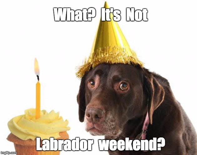 What?  It's  Not Labrador  weekend? | image tagged in labrador weekend | made w/ Imgflip meme maker