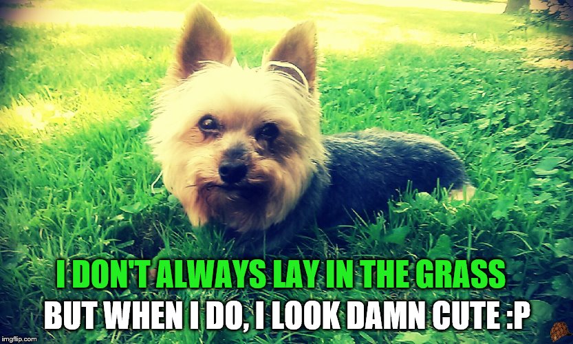 isabel | I DON'T ALWAYS LAY IN THE GRASS BUT WHEN I DO, I LOOK DAMN CUTE :P | image tagged in i'm cute,cute puppy,i don't always | made w/ Imgflip meme maker