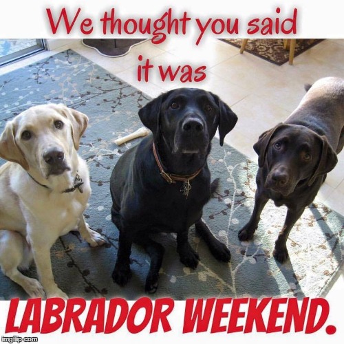 Happy Labor Day | image tagged in dogs,memes | made w/ Imgflip meme maker