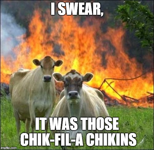 Evil Cows Meme | I SWEAR, IT WAS THOSE CHIK-FIL-A CHIKINS | image tagged in memes,evil cows | made w/ Imgflip meme maker