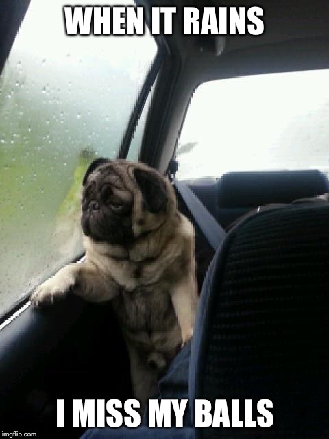 Introspective Pug | WHEN IT RAINS I MISS MY BALLS | image tagged in introspective pug | made w/ Imgflip meme maker