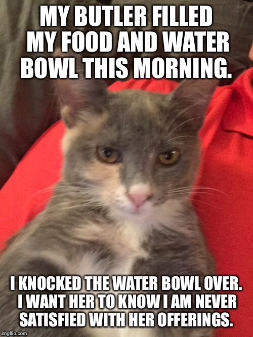 Entitled Cat Reminds Human Who Is Boss.  | image tagged in cat meme,evil cat,entitled cat | made w/ Imgflip meme maker