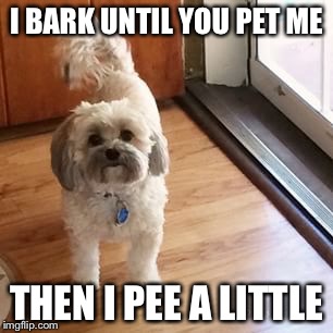 I BARK UNTIL YOU PET ME THEN I PEE A LITTLE | image tagged in small,dog,dogs,maltese | made w/ Imgflip meme maker