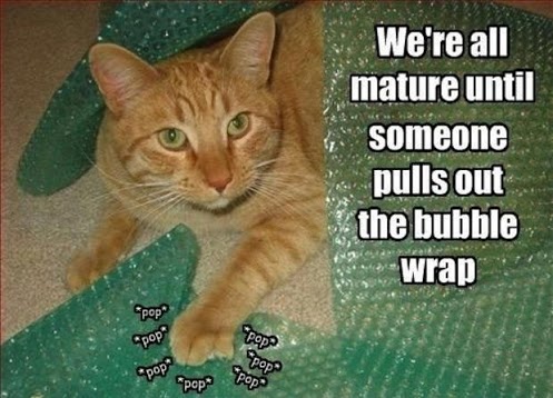 image tagged in funny,animals,cats