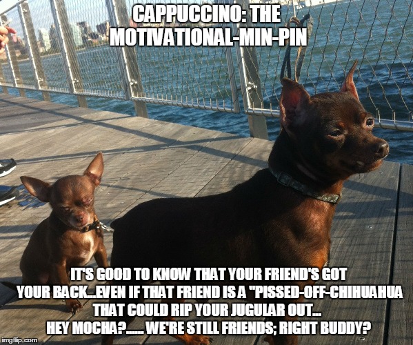 Cappuccino: The Motivational-Min-Pin | CAPPUCCINO: THE MOTIVATIONAL-MIN-PIN IT'S GOOD TO KNOW THAT YOUR FRIEND'S GOT YOUR BACK...EVEN IF THAT FRIEND IS A "PISSED-OFF-CHIHUAHUA THA | image tagged in funny,funny dogs,funny memes | made w/ Imgflip meme maker