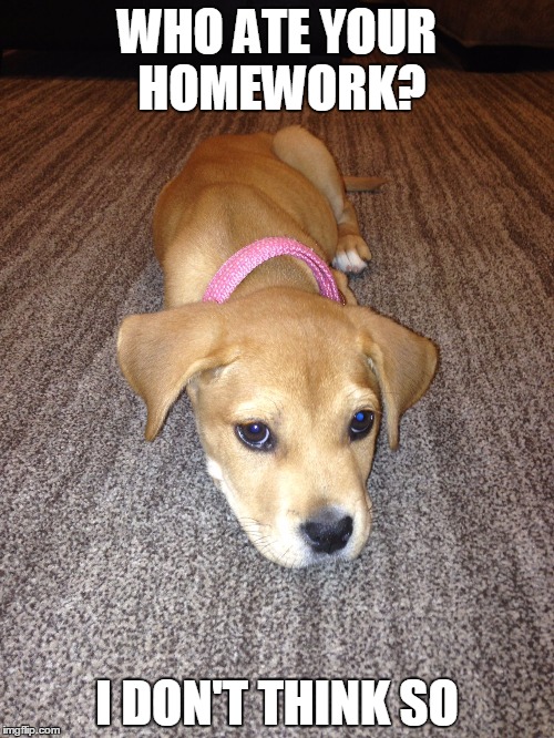 WHO ATE YOUR HOMEWORK? I DON'T THINK SO | image tagged in dog,puppy,cute | made w/ Imgflip meme maker