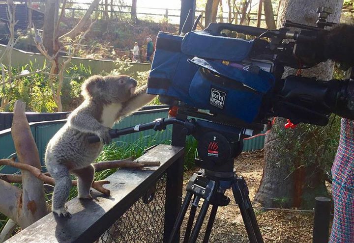 Koala Camera Operator Blank Meme Template