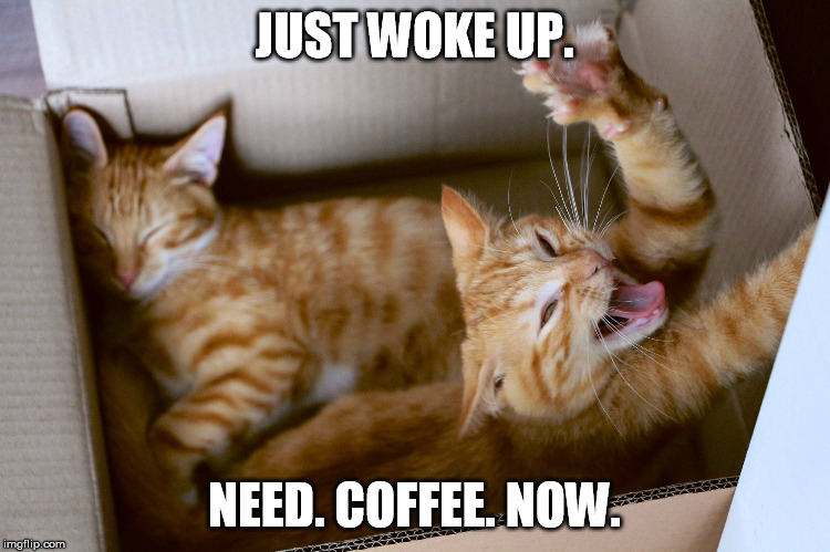 JUST WOKE UP. NEED. COFFEE. NOW. | image tagged in kitten awakening c geert fieuw | made w/ Imgflip meme maker
