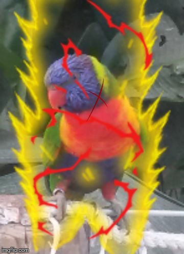 PERROQUET SS | image tagged in dragon ball z,angry | made w/ Imgflip meme maker