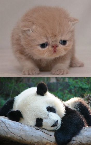 Cute animals Blank Meme Template