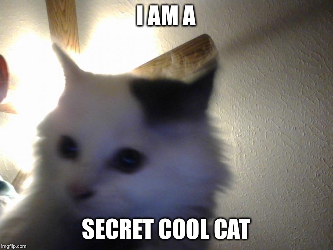 Oh my gosh cute memey cat | I AM A SECRET COOL CAT | image tagged in so cute,memey cat,i love you | made w/ Imgflip meme maker