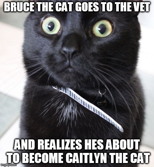 Woah Kitty | BRUCE THE CAT GOES TO THE VET AND REALIZES HES ABOUT TO BECOME CAITLYN THE CAT | image tagged in memes,woah kitty | made w/ Imgflip meme maker