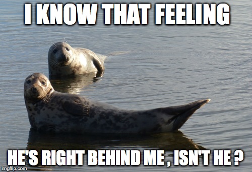 I KNOW THAT FEELING HE'S RIGHT BEHIND ME , ISN'T HE ? | image tagged in seal | made w/ Imgflip meme maker