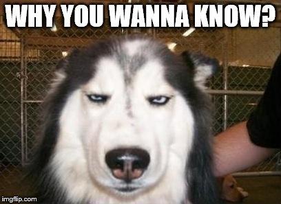 Why you wanna know? | WHY YOU WANNA KNOW? | image tagged in skeptical dog,why you wanna know | made w/ Imgflip meme maker