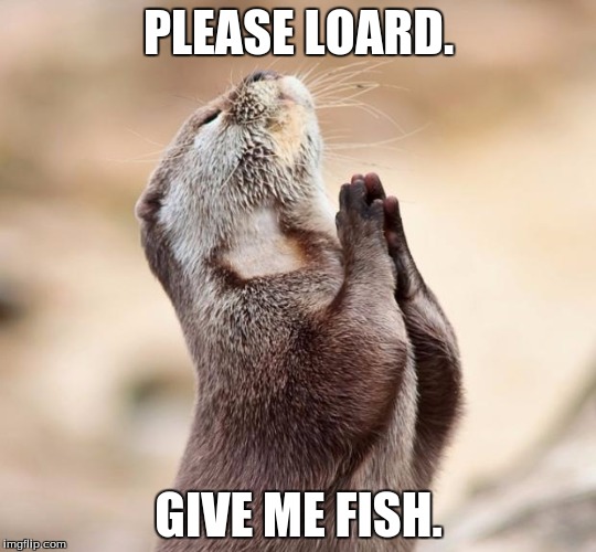animal praying | PLEASE LOARD. GIVE ME FISH. | image tagged in animal praying | made w/ Imgflip meme maker