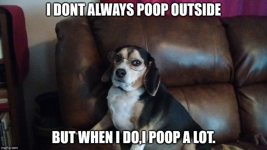 Dummy dog | I DONT ALWAYS POOP OUTSIDE BUT WHEN I DO,I POOP A LOT. | image tagged in dog poop | made w/ Imgflip meme maker
