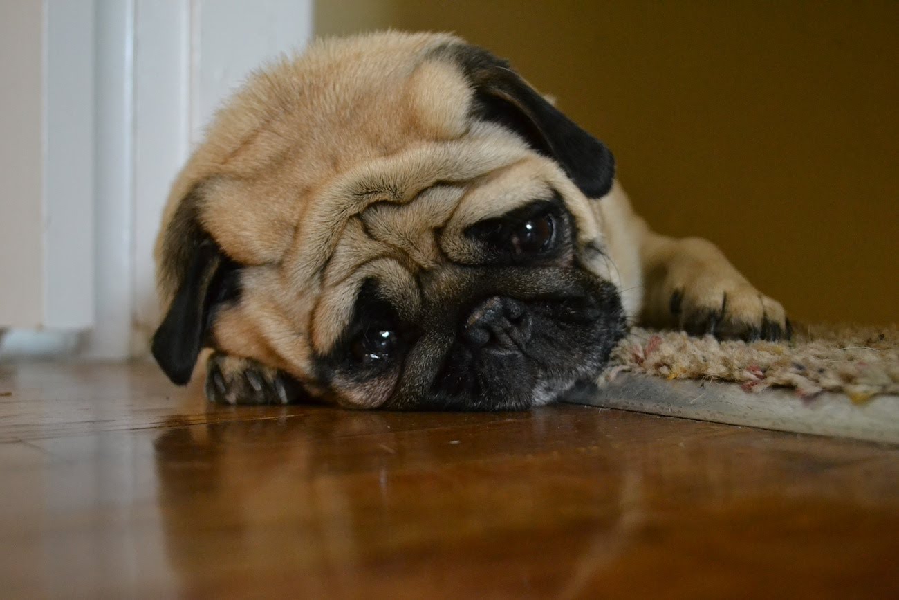 High Quality sad pug Blank Meme Template