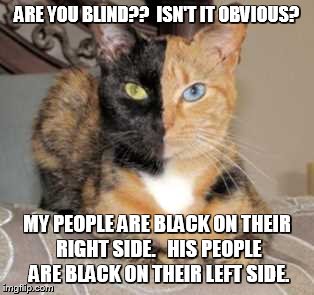 funny cat (star trek reference) | ARE YOU BLIND??  ISN'T IT OBVIOUS? MY PEOPLE ARE BLACK ON THEIR RIGHT SIDE.   HIS PEOPLE ARE BLACK ON THEIR LEFT SIDE. | image tagged in cats | made w/ Imgflip meme maker