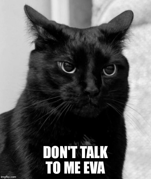 pissed cat | DON'T TALK TO ME EVA | image tagged in pissed cat | made w/ Imgflip meme maker