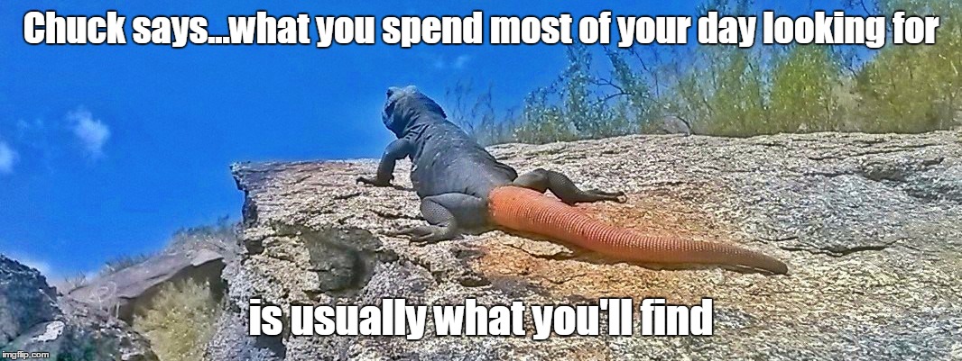 Chuckwalla wisdom | Chuck says...what you spend most of your day looking for is usually what you'll find | image tagged in chuck the chuckwalla says,wisdom,simple | made w/ Imgflip meme maker