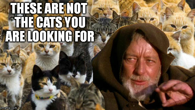 Obi Wan Catnobi | THESE ARE NOT THE CATS YOU ARE LOOKING FOR | image tagged in obi wan catnobi | made w/ Imgflip meme maker