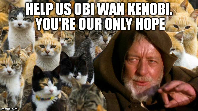 Obi Wan Catnobi | HELP US OBI WAN KENOBI. YOU'RE OUR ONLY HOPE | image tagged in obi wan catnobi | made w/ Imgflip meme maker