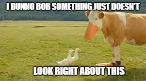 I dunno Bob this isn't right | I DUNNO BOB SOMETHING JUST DOESN'T LOOK RIGHT ABOUT THIS | image tagged in cow,ducks | made w/ Imgflip meme maker