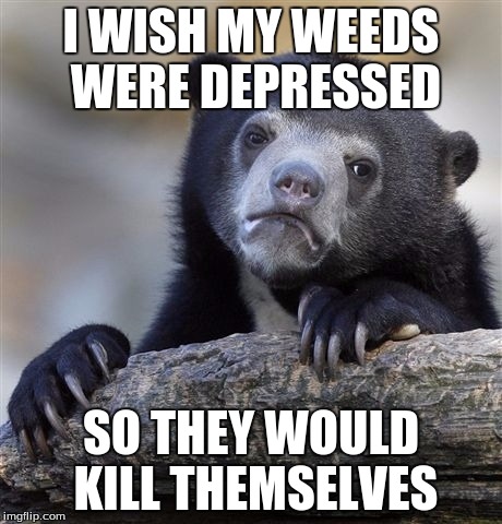 Confession Bear Meme | I WISH MY WEEDS WERE DEPRESSED SO THEY WOULD KILL THEMSELVES | image tagged in memes,confession bear | made w/ Imgflip meme maker