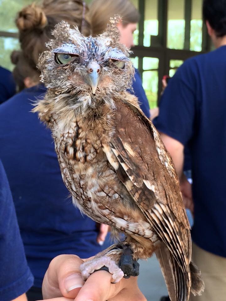 High Quality Bitch face owl Blank Meme Template