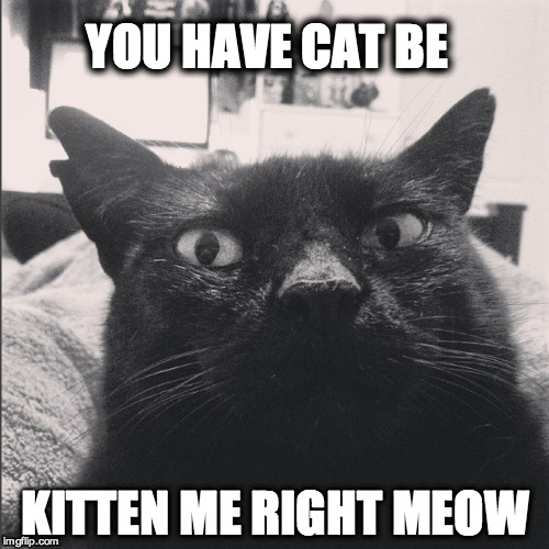 YOU HAVE CAT BE KITTEN ME RIGHT MEOW | image tagged in wut cat | made w/ Imgflip meme maker