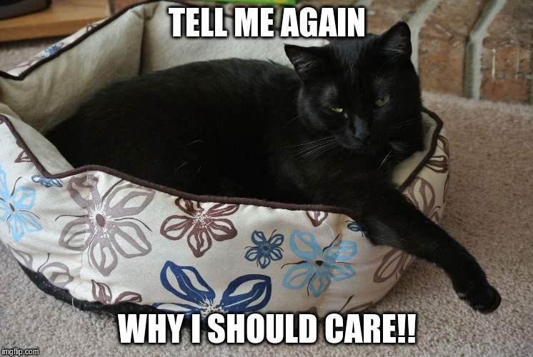 Cat, tell me again | TELL ME AGAIN WHY I SHOULD CARE!! | image tagged in cat tell me again | made w/ Imgflip meme maker