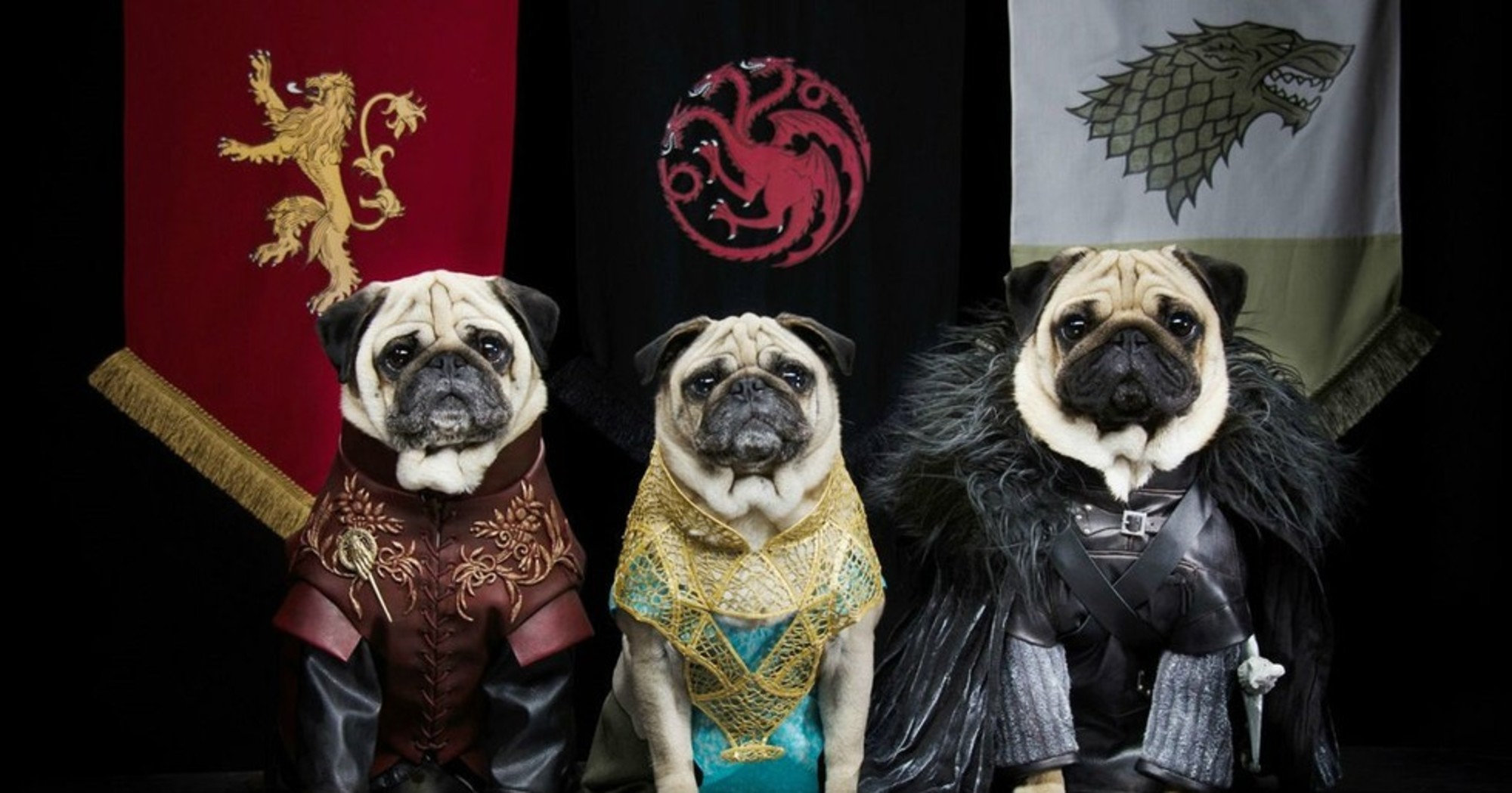 High Quality Game of Thrones Pug Blank Meme Template