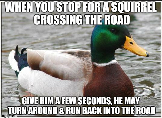 Actual Advice Mallard Meme | WHEN YOU STOP FOR A SQUIRREL CROSSING THE ROAD GIVE HIM A FEW SECONDS, HE MAY TURN AROUND & RUN BACK INTO THE ROAD | image tagged in memes,actual advice mallard | made w/ Imgflip meme maker