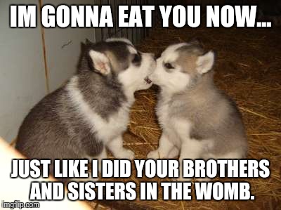 Cute Puppies Meme | IM GONNA EAT YOU NOW... JUST LIKE I DID YOUR BROTHERS AND SISTERS IN THE WOMB. | image tagged in memes,cute puppies | made w/ Imgflip meme maker