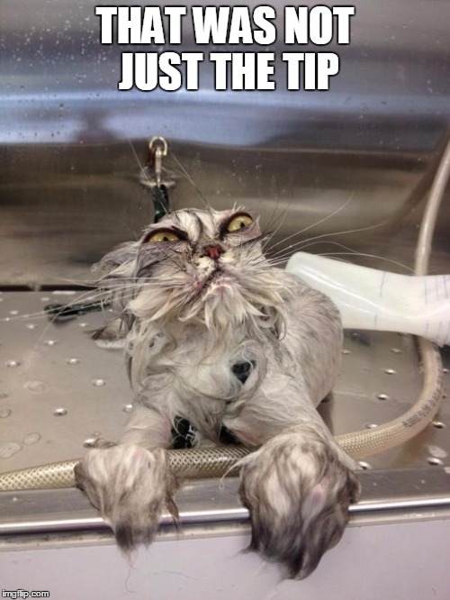 Angry Wet Cat | THAT WAS NOT JUST THE TIP | image tagged in angry wet cat | made w/ Imgflip meme maker