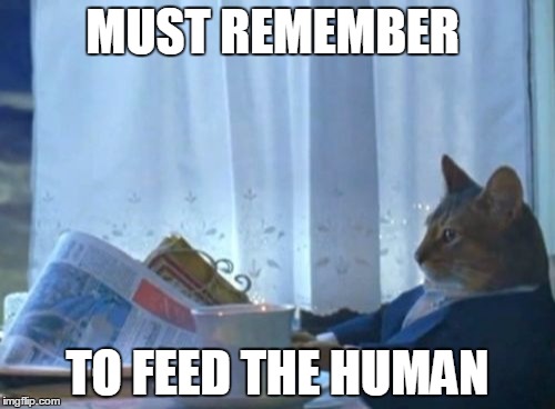 Must remember to feed the human | MUST REMEMBER TO FEED THE HUMAN | image tagged in memes,i should buy a boat cat | made w/ Imgflip meme maker