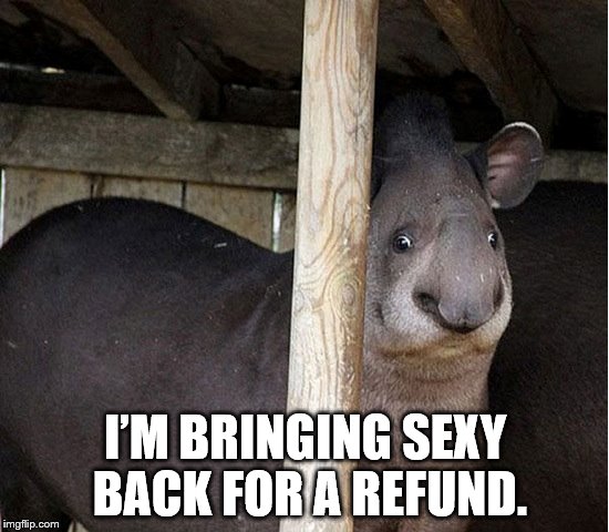 sexy | I’M BRINGING SEXY BACK FOR A REFUND. | image tagged in sexy,memes,funny animals | made w/ Imgflip meme maker