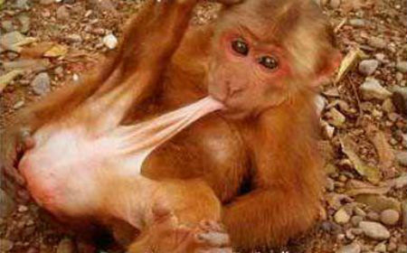 monkeyselfbj Blank Meme Template