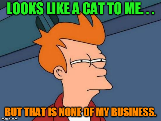 Futurama Fry Meme | LOOKS LIKE A CAT TO ME. . . BUT THAT IS NONE OF MY BUSINESS. | image tagged in memes,futurama fry | made w/ Imgflip meme maker