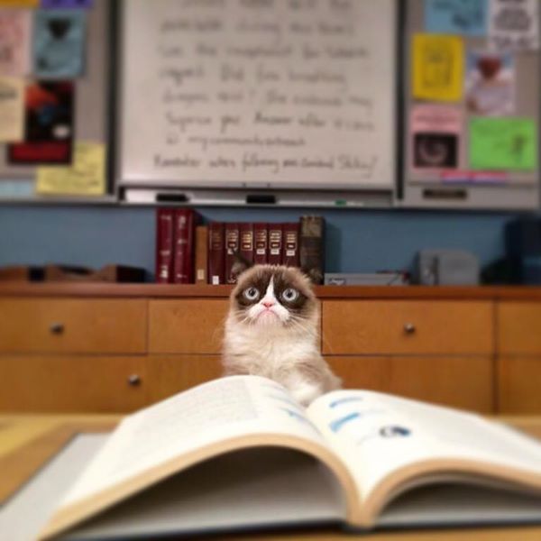 High Quality Grumpy Cat Reading Blank Meme Template