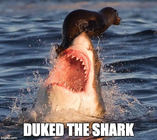 Travelonshark | DUKED THE SHARK | image tagged in memes,travelonshark | made w/ Imgflip meme maker
