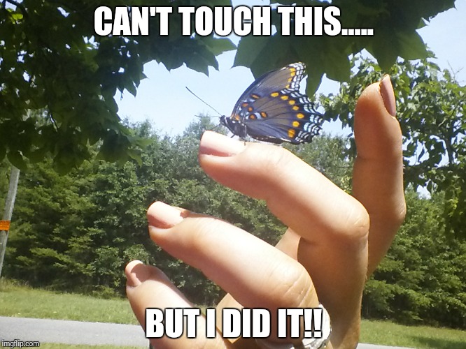 Nature's Beauty | CAN'T TOUCH THIS..... BUT I DID IT!! | image tagged in meme | made w/ Imgflip meme maker